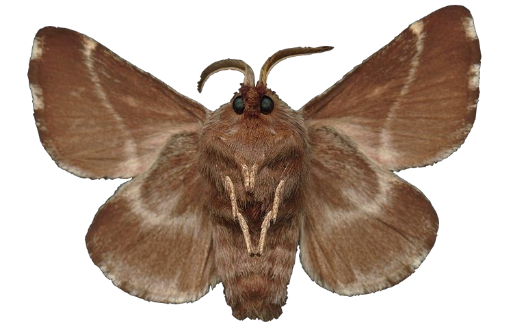 a pictue of a brown fuzzy moth, shown from the front