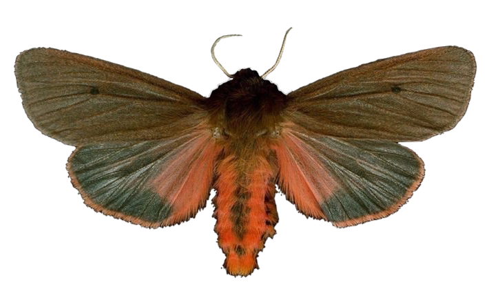 a pictue of a grey and red-colored fuzzy moth with its wings spread
