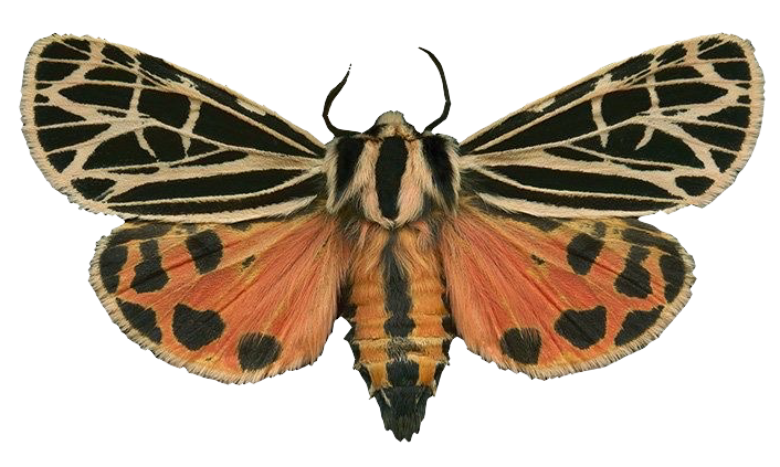 a pictue of a brown and red phyllira tiger moth with its wings spread out